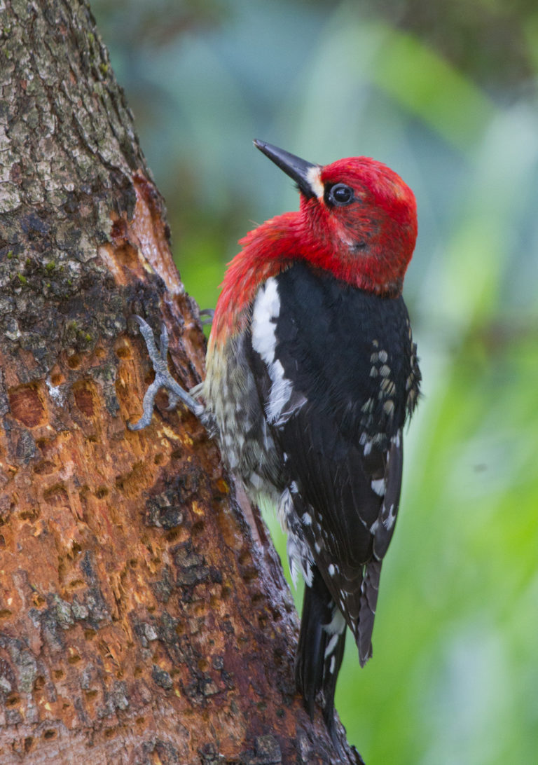 Red-breasted-Sapsucker